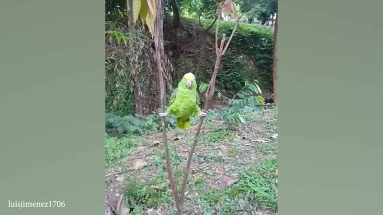 Funny Animals