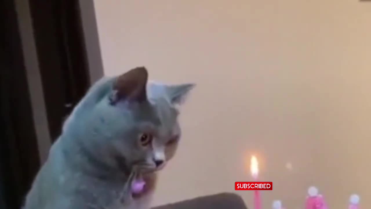 funny cat video