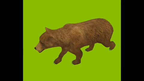 Bear 🐨 waking and sound. green screen