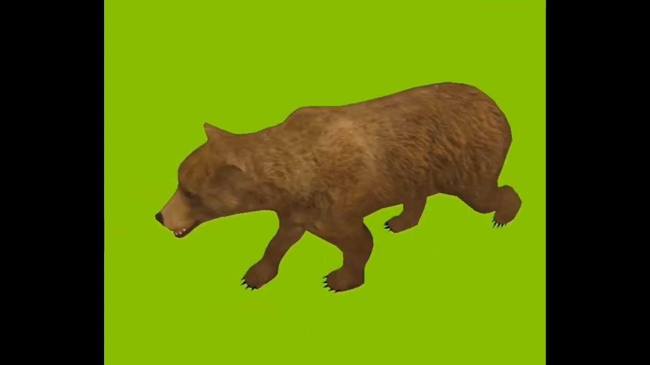 Bear 🐨 waking and sound. green screen