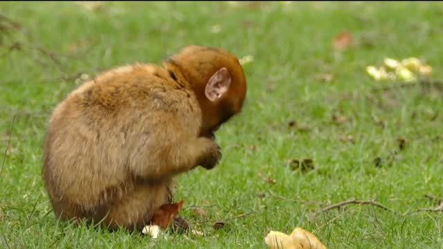 Cute &most beautiful Monkey in the world|Cute monkey eating Fruits