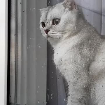 Cute_Cat_Cash_s_meow_talk_COMPILATION___meow__cash