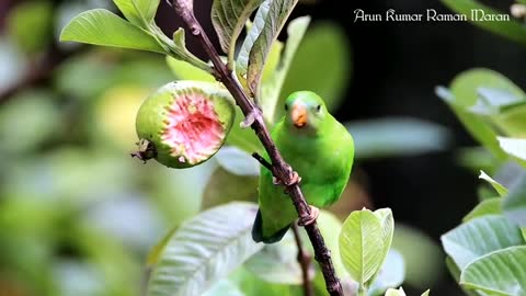 Vernal_Hanging_Parrot