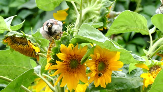 bird in sunflower