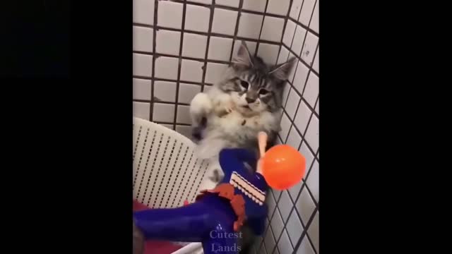 Cat Attacks Shooting Toy - Hilarious!!