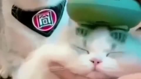 funny cats and cute!!!🤣🤣🤣🐈#funny cats,funny,cats,cute cats,funny cat videos,funny cat#-720p