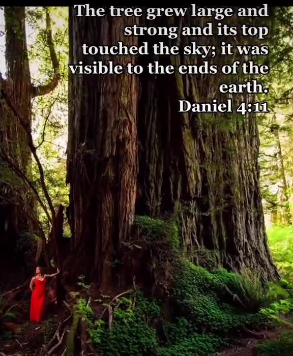 GIANT TREES - DID YOU KNOW? Hmmmm