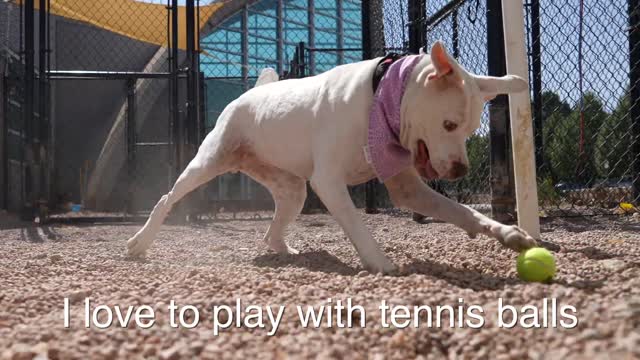 Shy - Longmont Humane Society (Adopted)