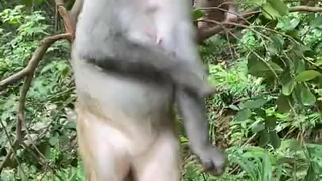 Cute Monkey China & Funny Love monkey| Animals Love #Short (332)