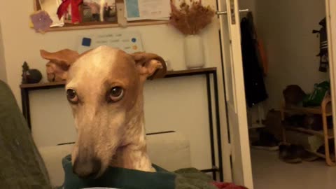 Podenco Pup Wants Walkies