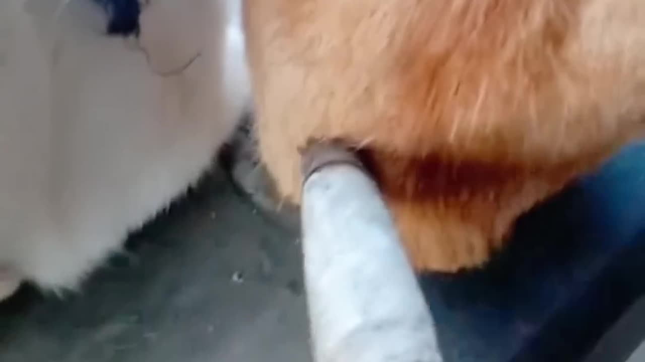 Cat funny video 🤣😂