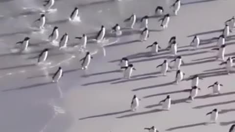 Penguin's Climbing Marathon #shorts #viral #shortsvideo #video