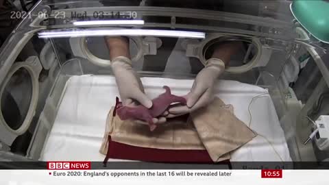 Giant panda gives birth to twins at Tokyo's Ueno Zoo - BBC News