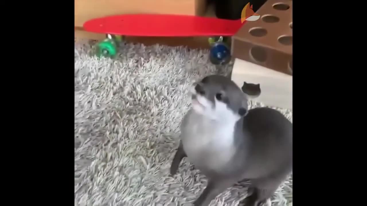 Cute baby dog