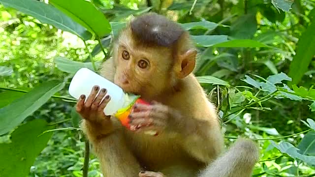 animals funny monkey, monkey Videos,