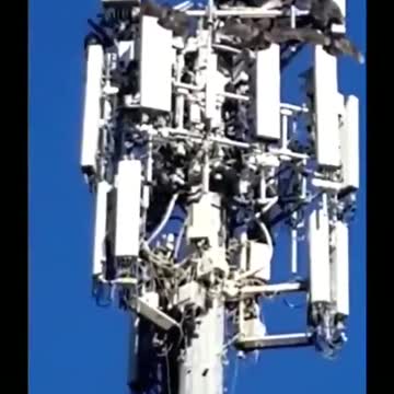 5G is Killing Birds