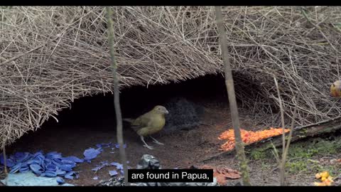 Tanah Papua: A Paradise for Birds