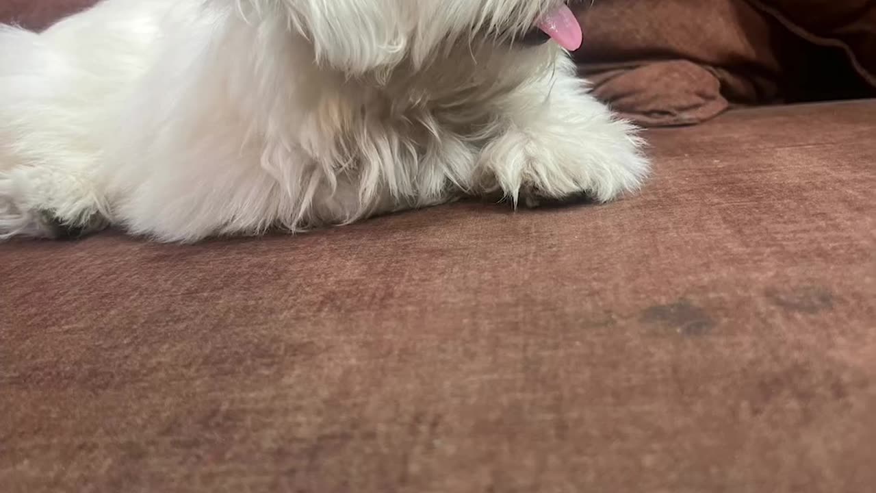 Shihtzu puppy