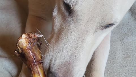 DOGS BEST FRIEND HIS BONE AND Blanket