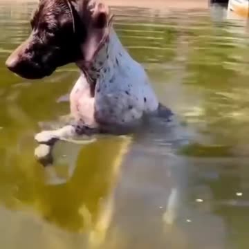 So cute dogs😍❤️