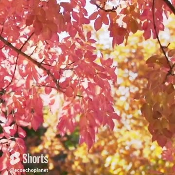 🪴🦋Relax and Renew: How Relaxing This is for the Soul? Volume 138v1 #shorts