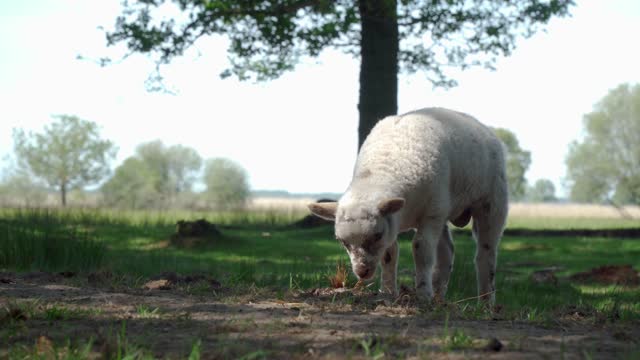 Lamb eating grass on a sunny day in the shadows of the trees