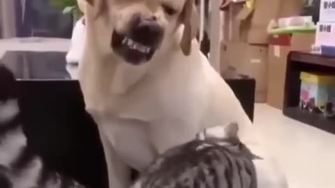 Careful, kitty
