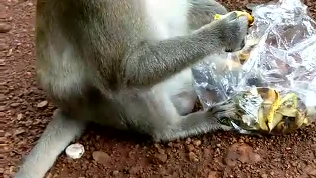 The monkey is eating bananas