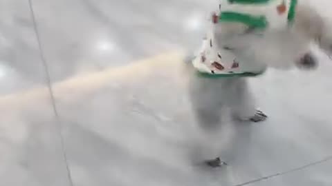Animal funny video