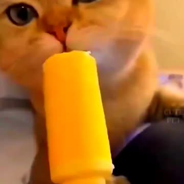 Funny Cute Cat Videos #shorts #youtubeshorts #