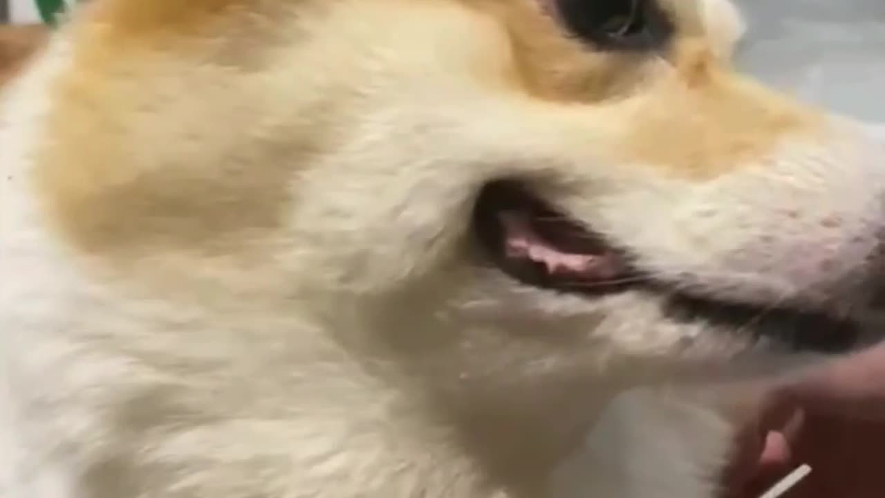 Ticklish Corgi's Adorable Reaction