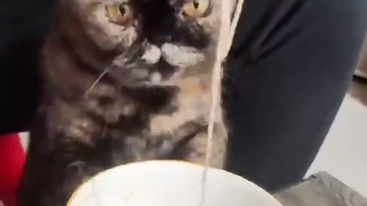 Cat funny video