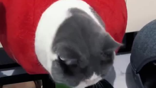 Itfeelslikecatsaremadeofwater.