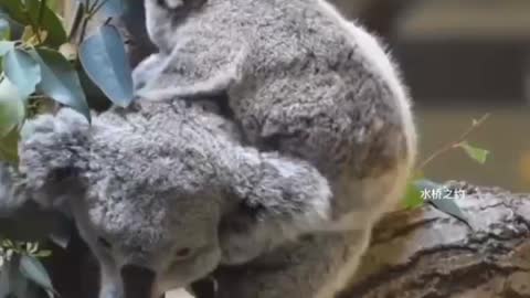 The mother koala let the baby crawl on the body without a little temper