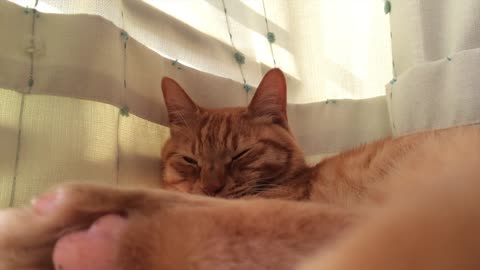 And Cats Joy With Slept By The Window Domestic Cat