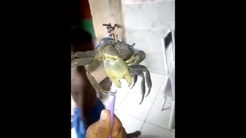 It's Just a Crab