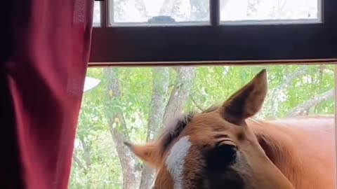 Horse sense is real