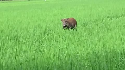 cute pigs are roaming in the garden