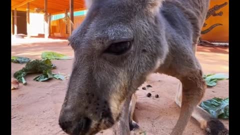The kangaroo is eating vegetables