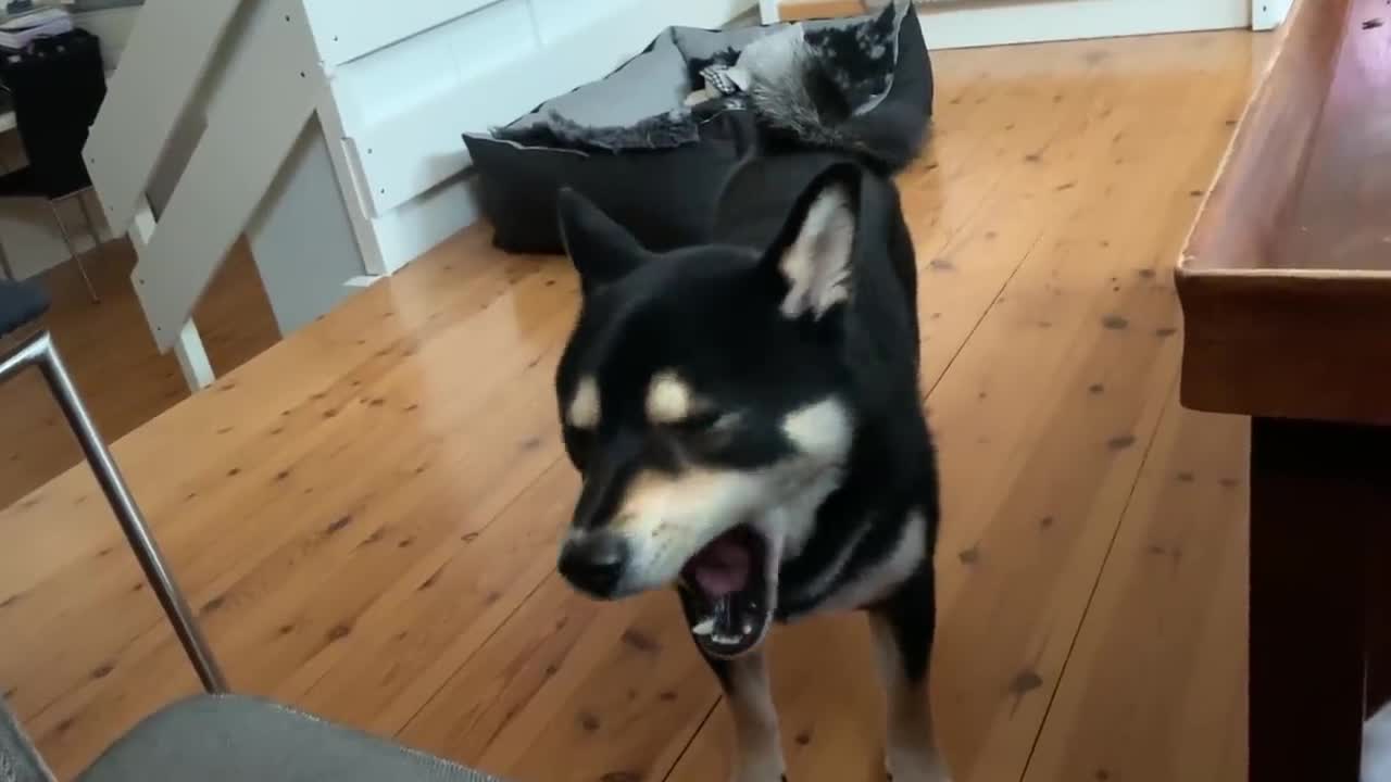 When you ignore doggo_