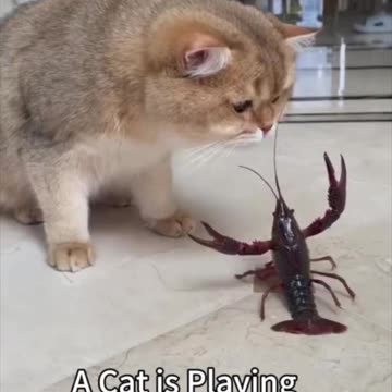 A Cute Cat is Playing with Crayfish | Funniest animal videos