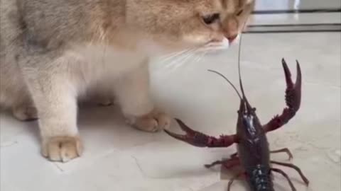 A Cute Cat is Playing with Crayfish | Funniest animal videos