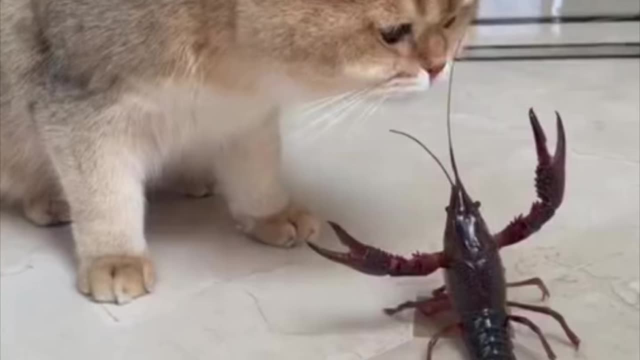 A Cute Cat is Playing with Crayfish | Funniest animal videos