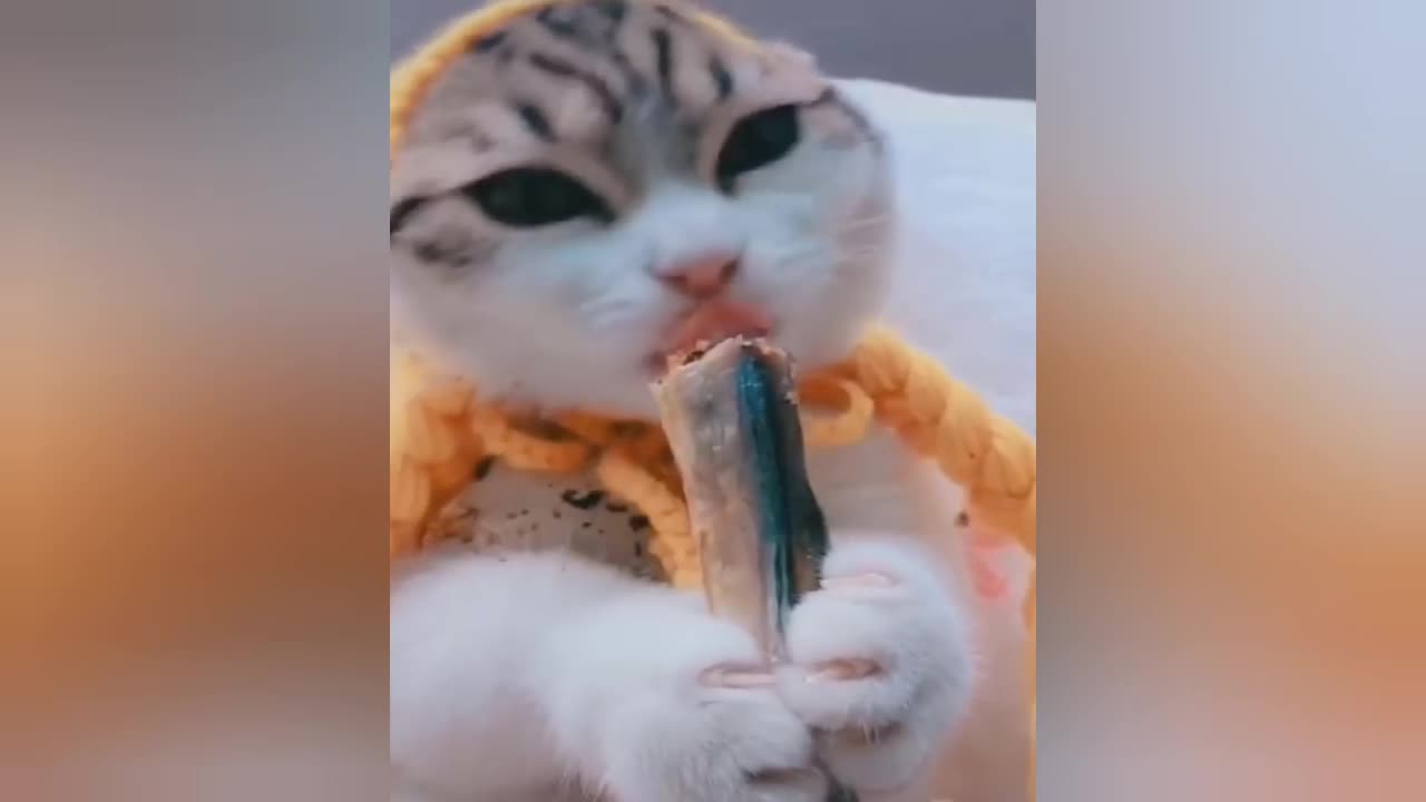 Very few cute Cat Short training videos
