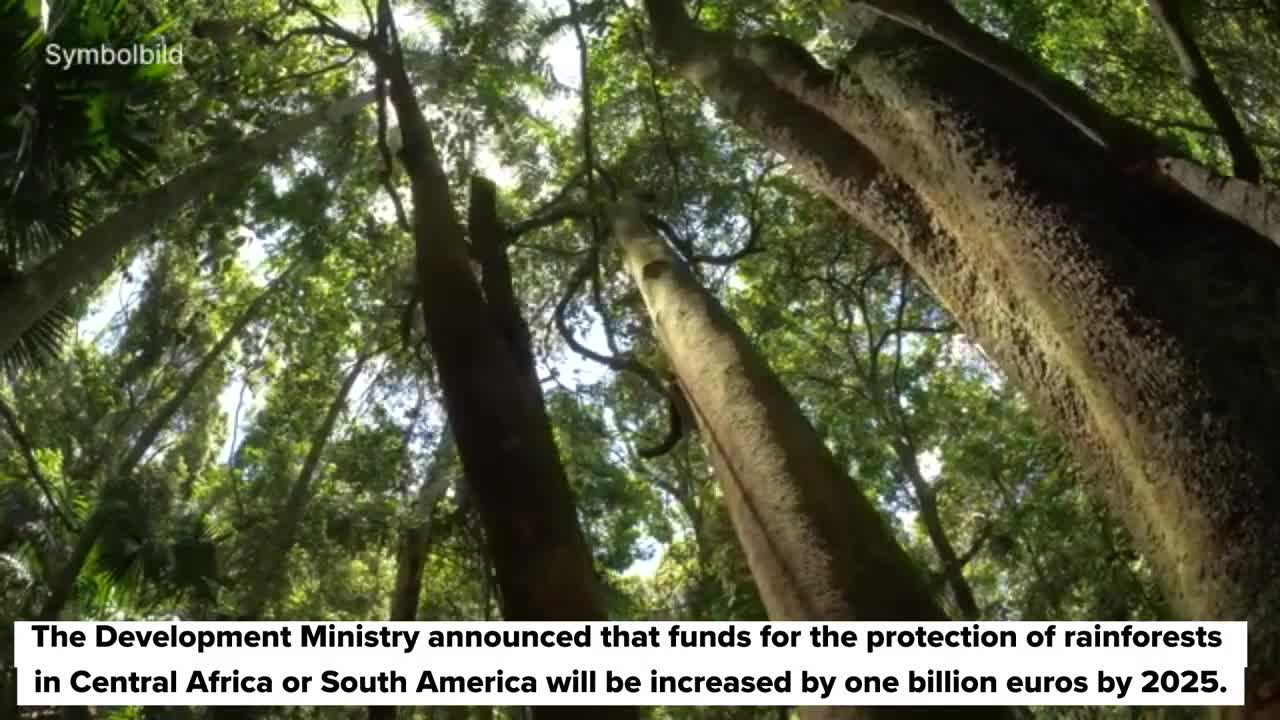 COP27: Additional billion from Germany for forest protection