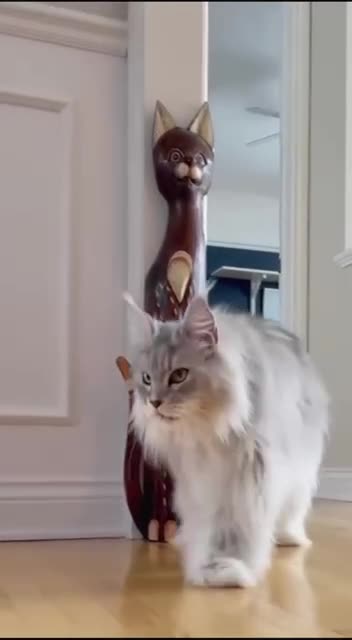 The real catwalk 😊😍