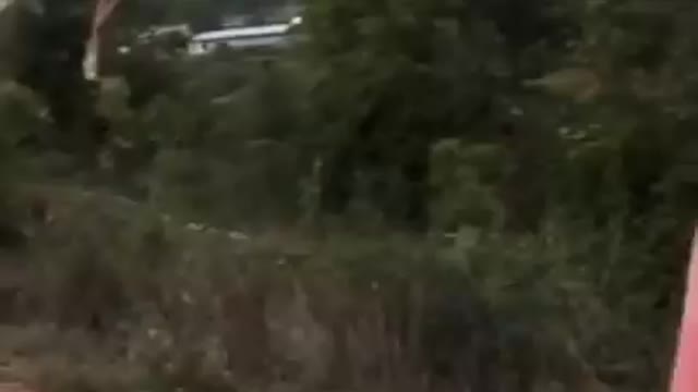 Deer Very High Jump | Deer Jumped Very High