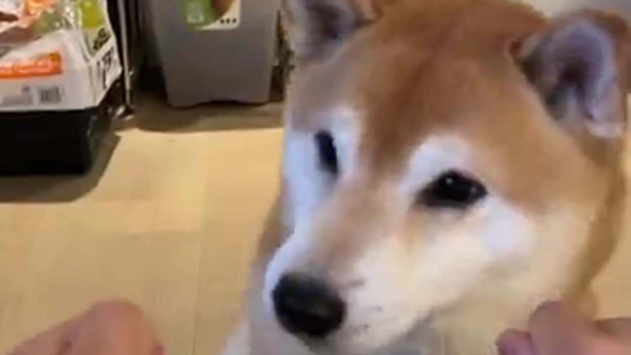 Shiba wins the button but loses the war