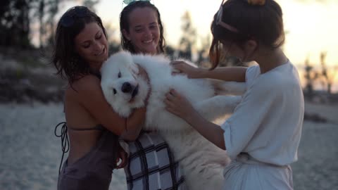 white dog looks like 1 polar bear