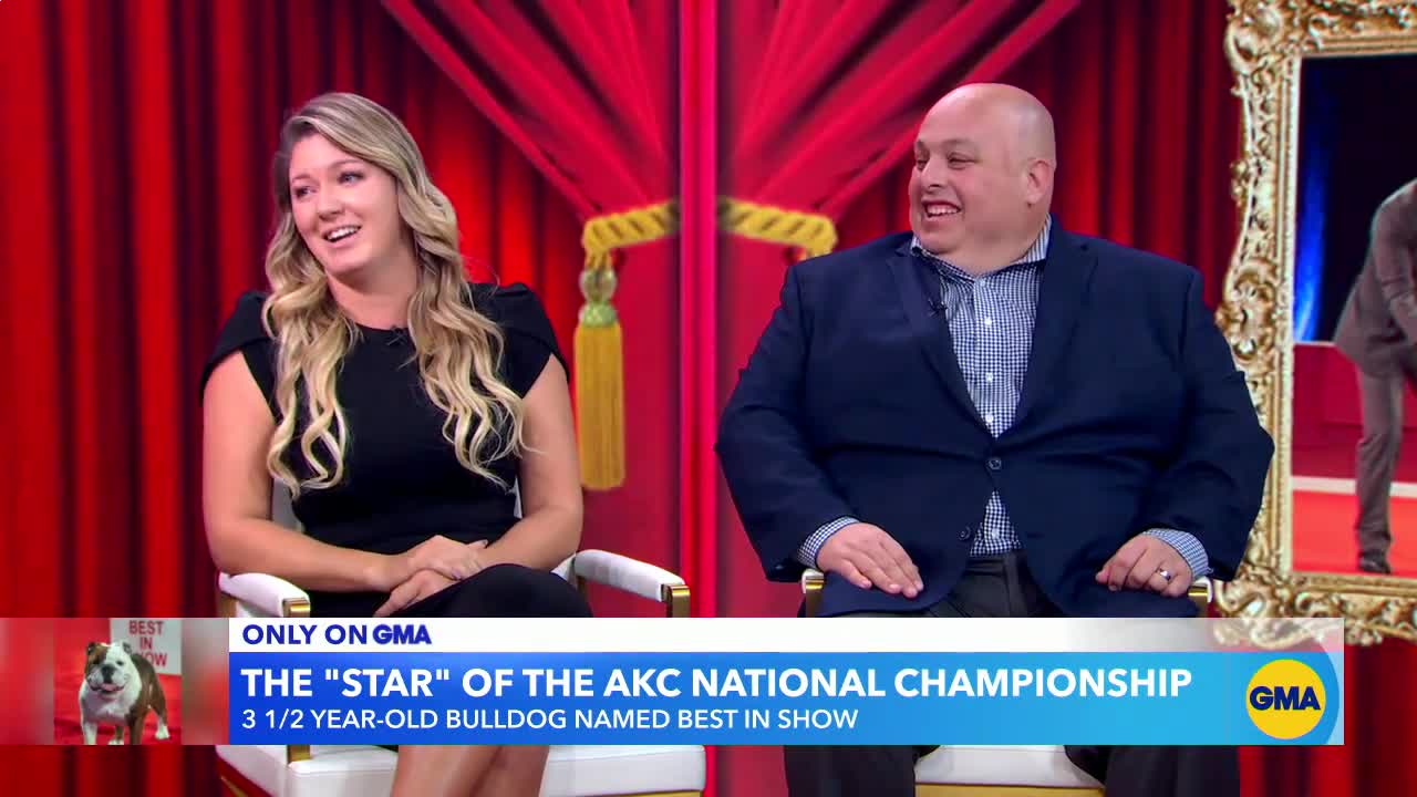 Meet bulldog crowned American Kennel Club's best in show GMA